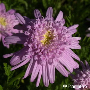 Tanacetum (Coccineum-Gruppe)rosa