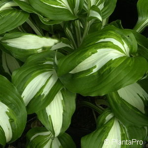 Hosta undulata'Univittata'