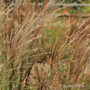 Miscanthus sinensis'Gracillimus'