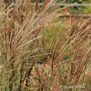 Miscanthus sinensis'Gracillimus'
