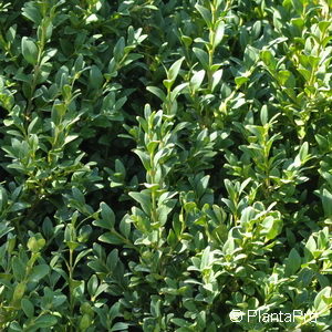 Buxus sempervirens