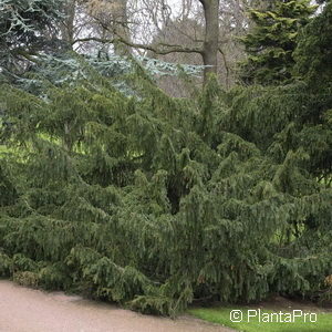 Taxus baccata'Dovastoniana'