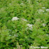 Spiraea decumbens