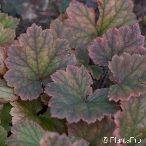 Heuchera sanguinea'Leuchtkäfer'