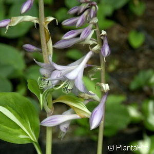 Hosta undulata'Univittata'