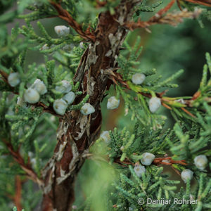 Juniperus chinensis'Blaauw'