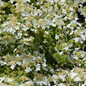 Viburnum plicatum'Cascade'