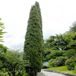 Cupressus sempervirens'Stricta'