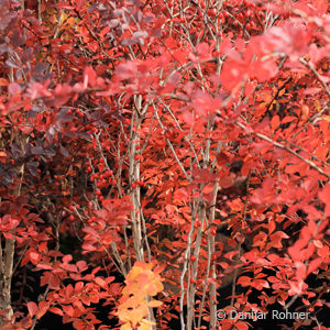 Berberis thunbergii'Atropurpurea'