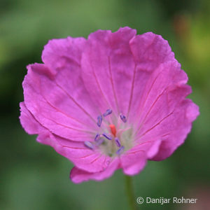 Geranium sanguineum'Max Frei'