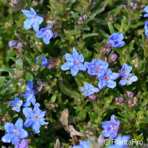 Lithodora diffusa'Heavenly Blue'