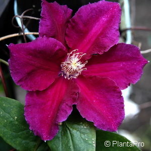 Clematis'Ernest Markham'