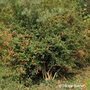 Berberis julianae