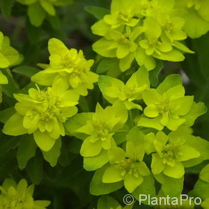 Euphorbia polychroma