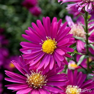 Aster novi-belgiirot