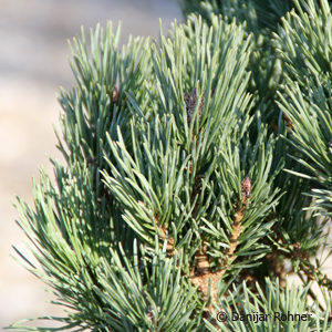 Pinus sylvestris'Watereri'