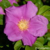 Wildrose Rosa rugosa