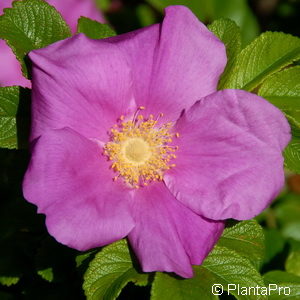 Wildrose Rosa rugosa