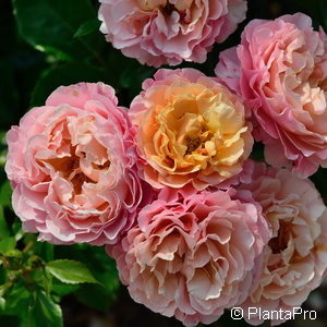 Polyantharose'Marie Curie' (R)