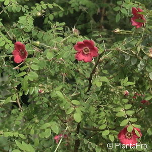 Wildrose Rosa moyesii