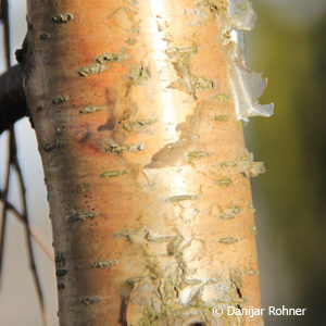 Betula pendula'Youngii'