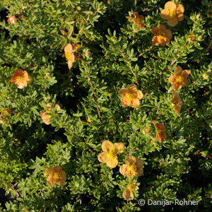 Potentilla fruticosa'Red Ace'