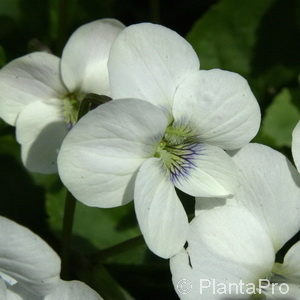 Viola sororia'Albiflora'