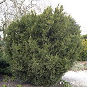 Taxus media (x)'Hicksii'