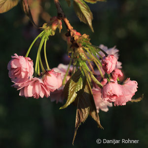 Prunus serrulata'Kiku-shidare'