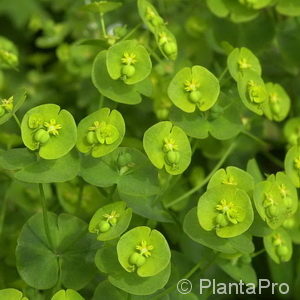 Euphorbia amygdaloidesvar. robbiae