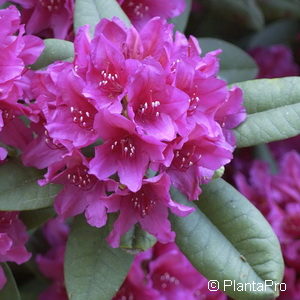 Rhododendron (Catawbiense-Gruppe)'Dr H.C. Dresselhuys'
