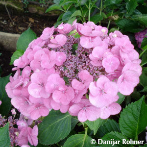 Hydrangea macrophyllaTeller rosa