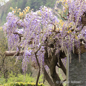 Wisteria sinensis'Prolific'