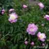 Paeonia (Lactiflora-Gruppe)'Dancing Butterfly'