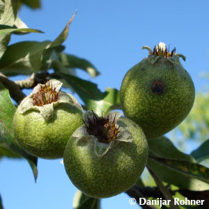 Pyrus salicifolia'Pendula'