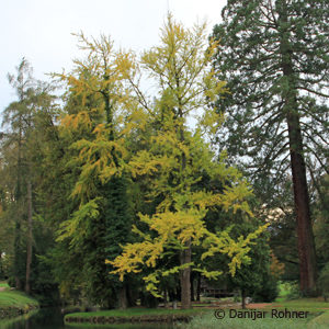 Ginkgo biloba