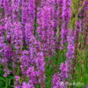 Lythrum salicaria