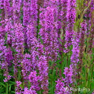 Lythrum salicaria