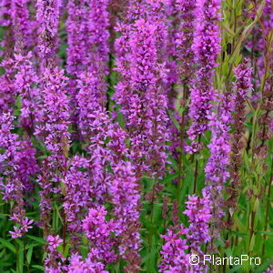 Lythrum salicaria