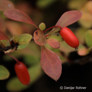 Berberis thunbergii'Atropurpurea Nana'