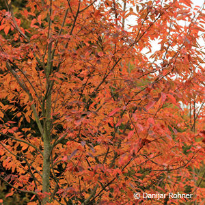 Amelanchier arborea'Robin Hill'