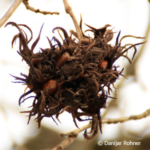 Corylus colurna