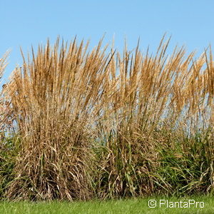 Calamagrostis acutiflora (x)'Karl Foerster'