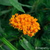 Asclepias tuberosa