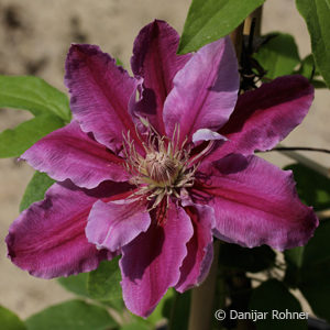 Clematis'Dr. Ruppel'