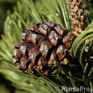 Pinus mugovar. mughus