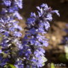 Ajuga reptans'Chocolate Chips'