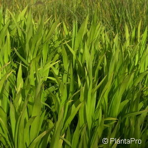 Chasmanthium latifolium