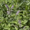 Mentha spicata'Crispa'
