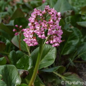 Bergenia'Oeschberg'